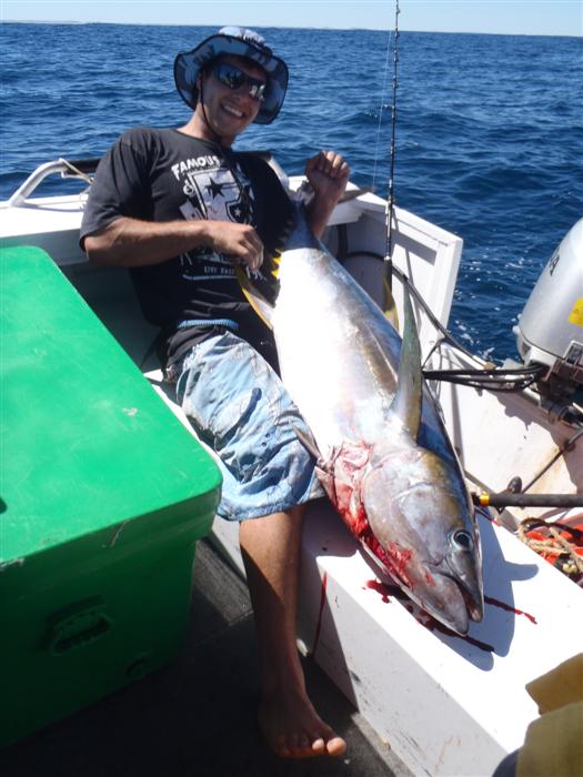 Monster Yellow Fin Toona caught off Geraldton... Fishing